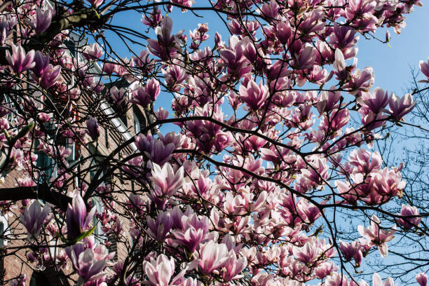 istock colors of Netherlands 1138333921