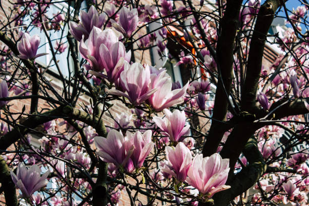 istock colors of Netherlands 1138338611