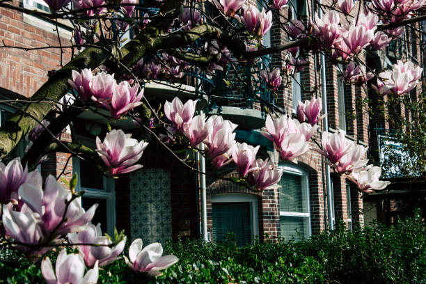 istock colors of Netherlands 1138340999