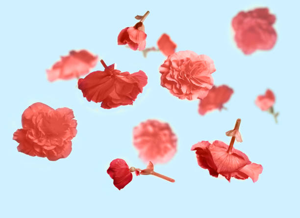 istock Beautiful flying pastel flowers and petals at light blue background, creative floral layout, horizontal. Color of the year 2019 Living Coral 1138341068