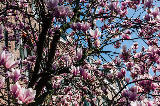 istock colors of Netherlands 1138341509