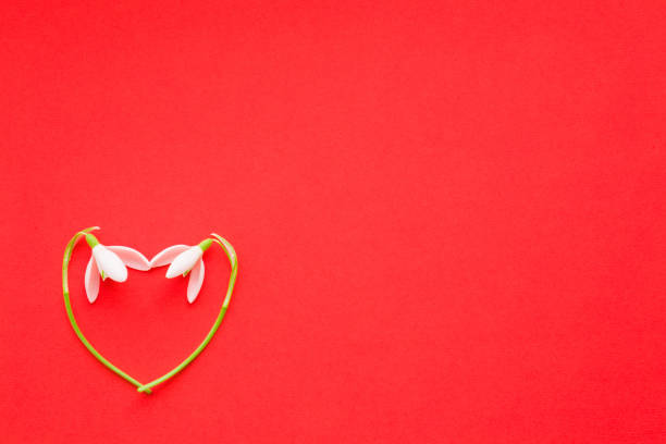 istock Two fresh white snowdrops on red background. Heart shape created from flowers. Love concept. Empty place for lovely, cute, emotional, sentimental text, quote or sayings. Top view. 1138341592