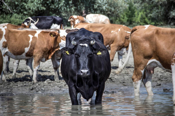 istock Herd of cows cooling themselves in the Danube River 1138342853