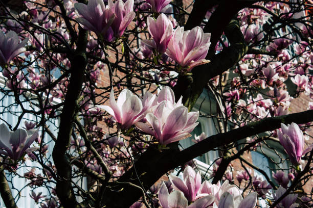 istock colors of Netherlands 1138343064