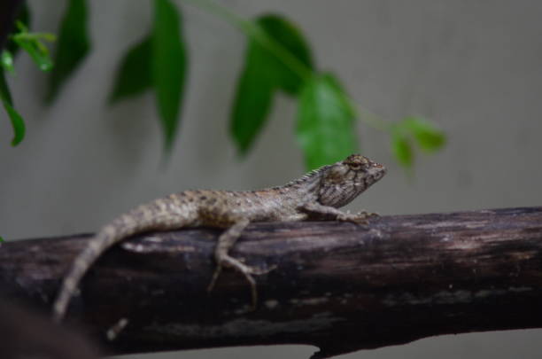 chameleon that sticks on the timber - endangered species outdoors horizontal asia imagens e fotografias de stock