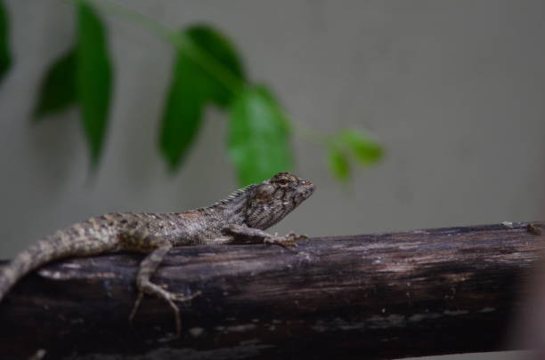 chameleon that sticks on the timber - endangered species outdoors horizontal asia imagens e fotografias de stock