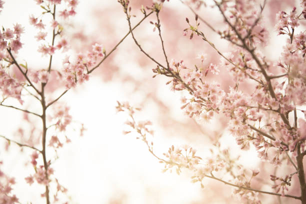 scène de printemps-fleur de cerisier rose sur le fond du ciel bleu. couleur pastel tonique. - toned image pink sakura cherry blossom photos et images de collection