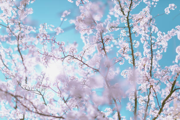 frühlingsszene-rosa kirschblüte auf dem blauen himmelshintergrund. pastellfarben getönt. - sakura stock-fotos und bilder