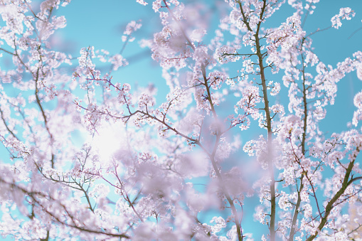 Plum tree flowers on the blue sky background. Pastel color toned.