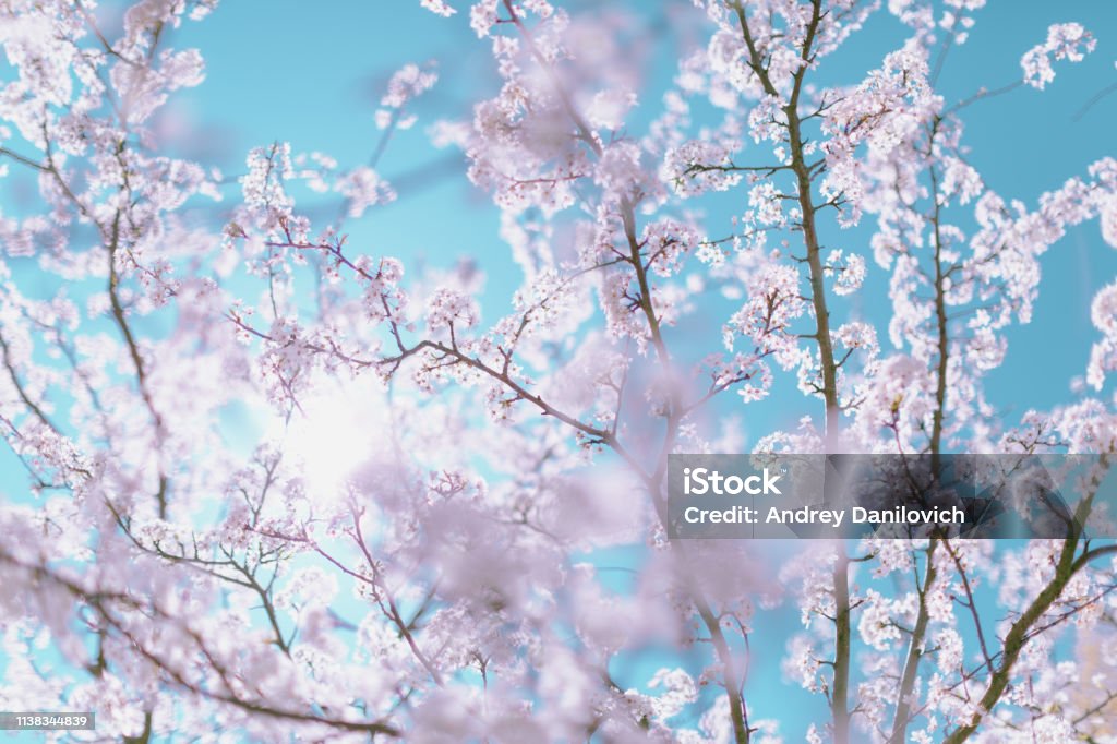 Spring Scene Pink Cherry Blossom On The Blue Sky Background Pastel Color  Toned Stock Photo - Download Image Now - iStock