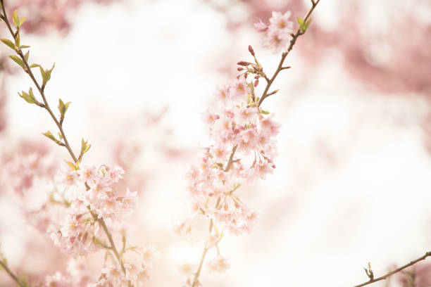 scena primaverile - fiore di ciliegio rosa sullo sfondo del cielo blu. colore pastello tonico. - toned image pink sakura cherry blossom foto e immagini stock