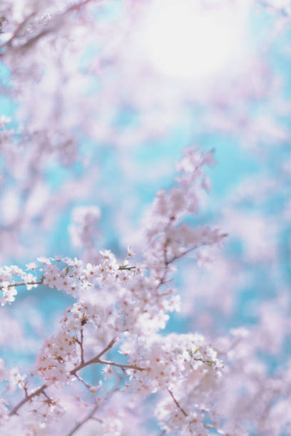 scena primaverile - fiore di ciliegio rosa sullo sfondo del cielo blu. colore pastello tonico. - toned image pink sakura cherry blossom foto e immagini stock