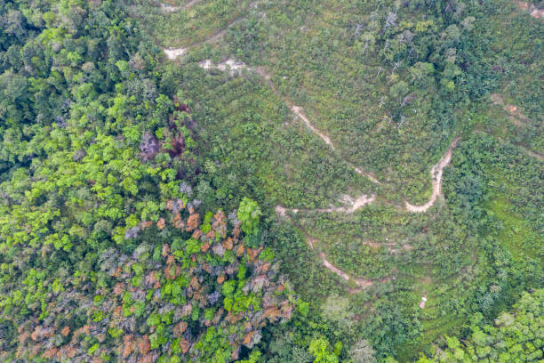 istock Aerial view of rainforest 1138346711