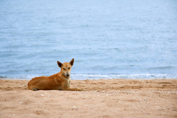 istock Dog on the beach 1138346803
