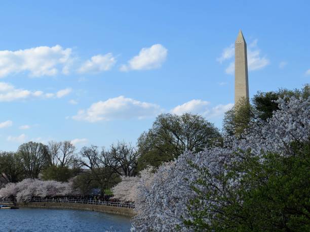 istock Cherry Trees in Washington DC during the Cherry Blossom Festival 1138347200