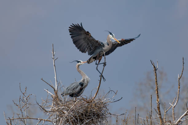 istock Great Blue Heron perching and rebuilding nest 1138348835