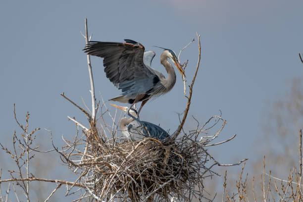 istock Great Blue Heron perching and rebuilding nest 1138349044