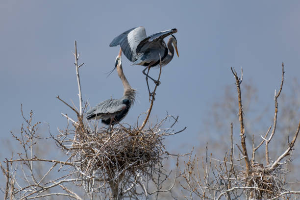 istock Great Blue Heron perching and rebuilding nest 1138349743