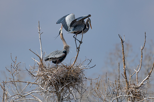 Great Blue Heron nest building by gathering sticks