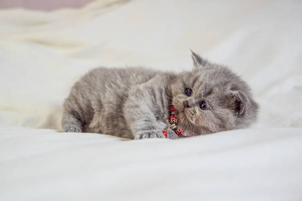 istock little kitten plays on a white cover 1138350063