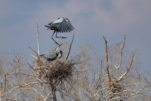 Great Blue Heron flying and rebuilding nest