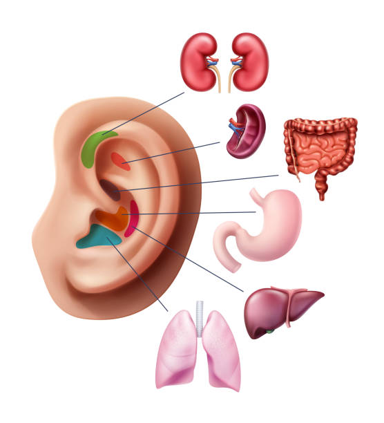 istock Vector illustration of acupuncture points on ear, reflex zones with internal human organs isolated on background 1138350169