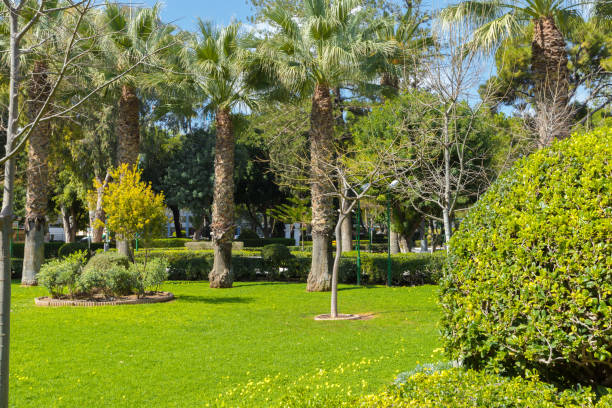istock natural green trees and bushes background with path 1138351911