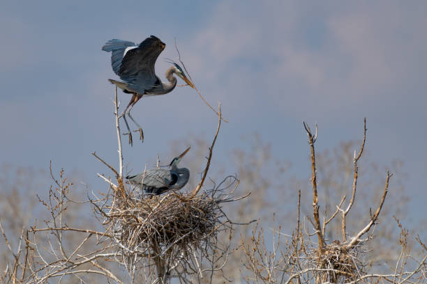 istock Great Blue Heron flying and rebuilding nest 1138352049