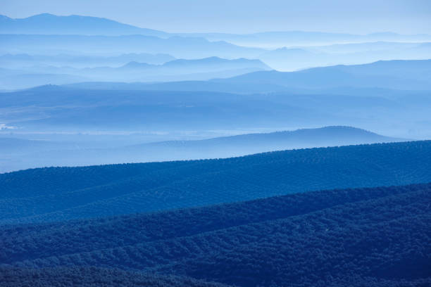 istock Olive tree fields at dawn. Spanish agricultural harvest landscape. Jaen 1138352281