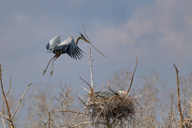 istock Great Blue Heron flying and rebuilding nest 1138353794