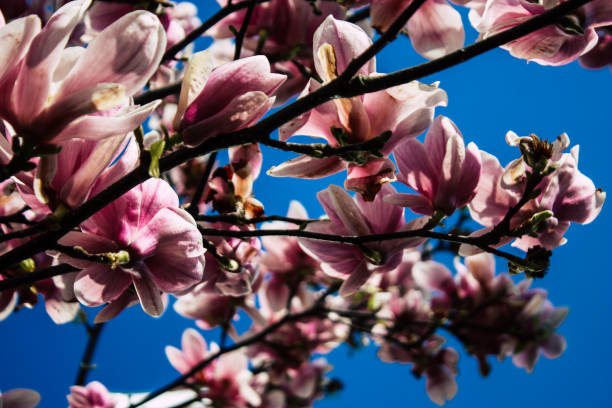 istock colors of Netherlands 1138353825