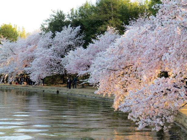 istock Cherry Trees in Washington DC during the Cherry Blossom Festival 1138353849