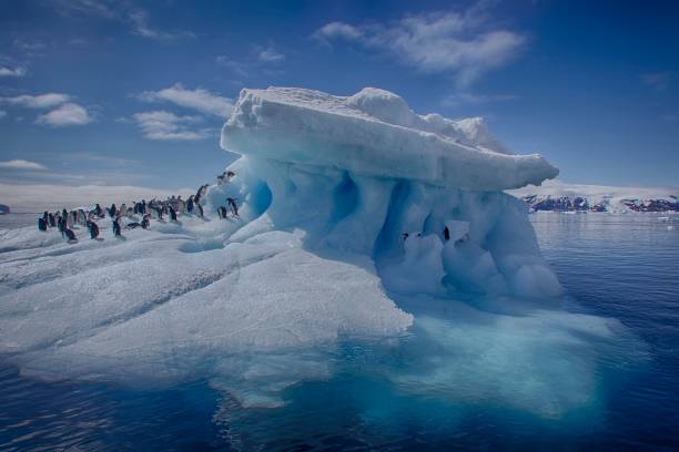 istock Adelie Penguin, Antarctica 1138353974