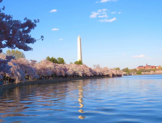 istock Cherry Trees in Washington DC during the Cherry Blossom Festival 1138353982