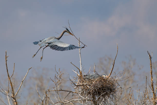 istock Great Blue Heron flying and rebuilding nest 1138354711