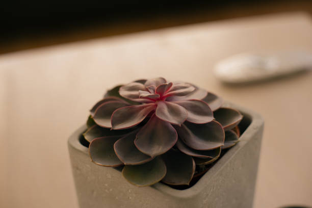 istock Desert plant in a square pot 1138354812