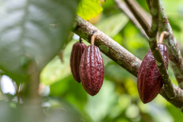 istock Red cocoa bean on the tree in Indonesia 1138354988