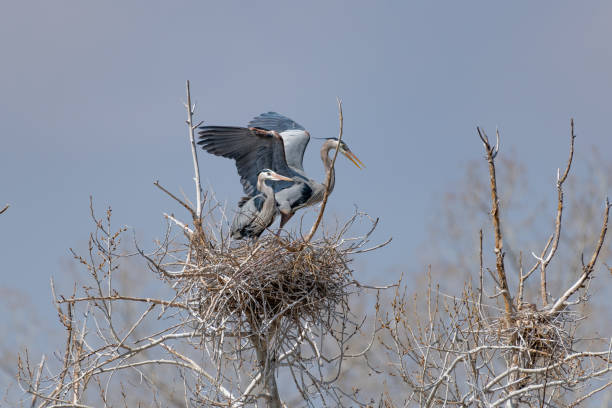 istock Great Blue Heron perching and rebuilding nest 1138355407