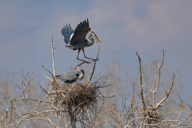 istock Great Blue Heron flying and rebuilding nest 1138355840