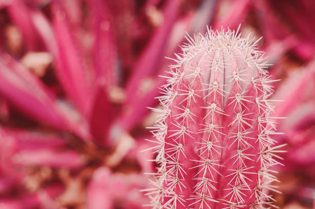 istock Background with big cactus of bright pink color, toned image 1138356589