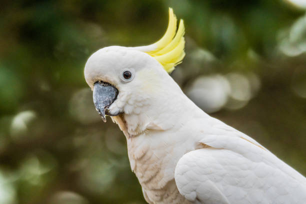 istock Sulphur-crested Cockatoo 1138356726