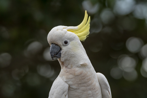 A Little Corella looking for food amongst the grass in the morning sun. Cacatua sanguinea.