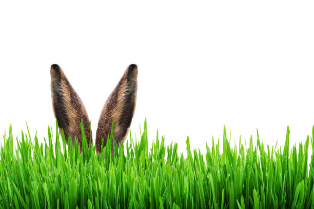 уши зайца торчат из травы. - ground green wheatgrass isolated стоковые фото и изображения