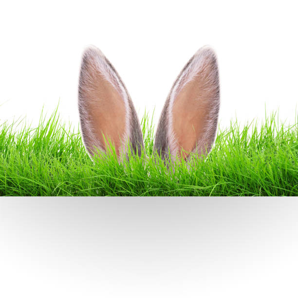 A young bunny sits in tall grass on a beautiful summer day.