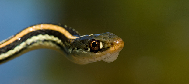 Black racer snake or rat snake coiled ready to strike looking at camera. Shot in Queensland, Australia.