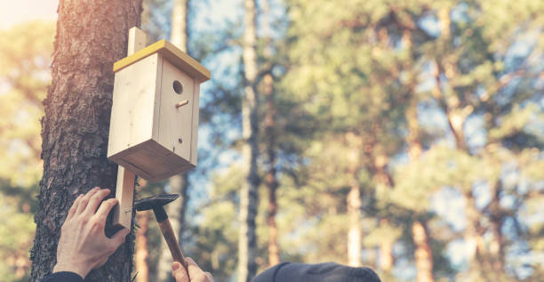 istock ornithologist installing birdhouse on the tree trunk 1138357957
