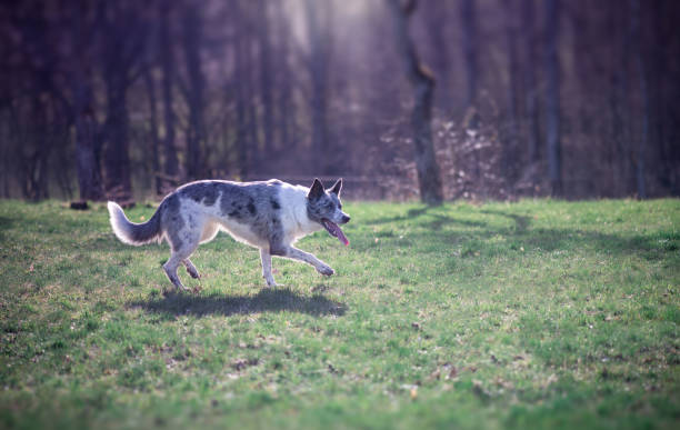 istock Blue Merle Border Collie. Herding dog breed. 1138358316