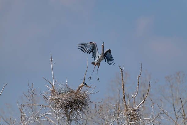 istock Great Blue Heron flying and rebuilding nest 1138358532