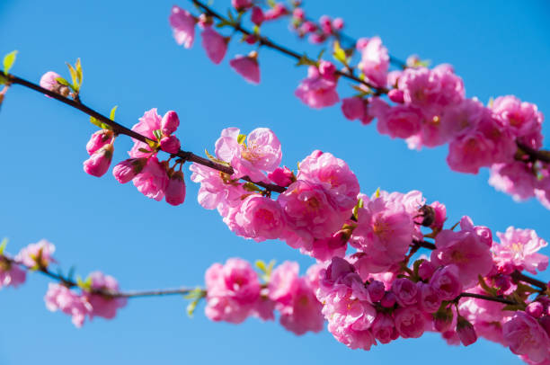 istock Blooming sakura flowers in spring. Colorful pink flowers 1138359596