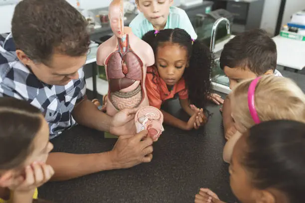 Photo of Teacher showing to his school kids a brain part of a dummy skeleton wile they are looking at it in c